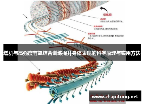 增肌与高强度有氧结合训练提升身体表现的科学原理与实用方法